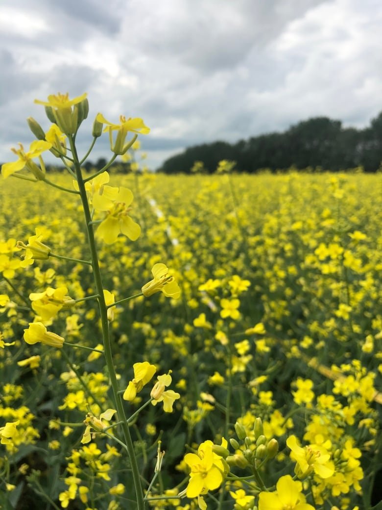 canola field