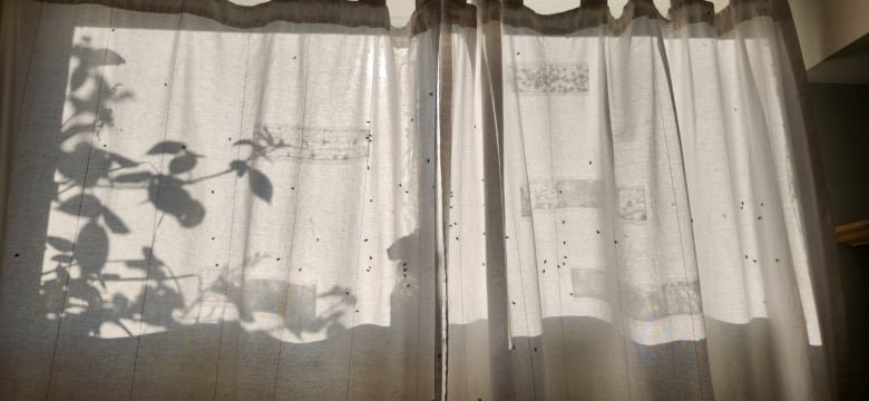 dozens of flies on a white curtains in a basement