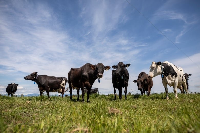 A group of cows standing in a field shot from a low angle looking up at them.