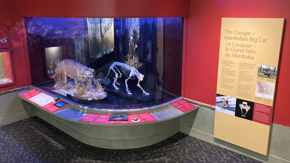 A museum exhibit shows a cougar and a cougar skeleton.