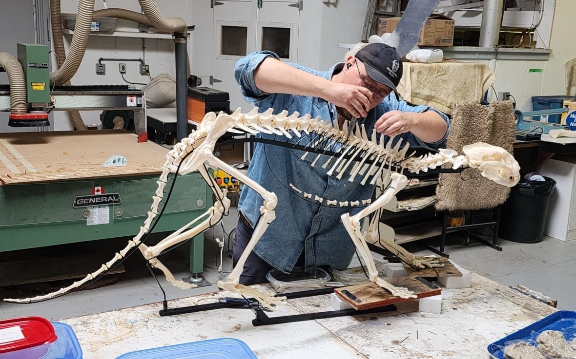 A man in a workshop with a cougar skeleton.