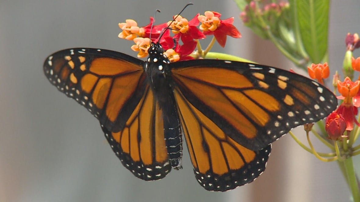 A monarch butterfly sits on a plant, with its wings open, in Windsor, Ontario. Photo is from July 2019.