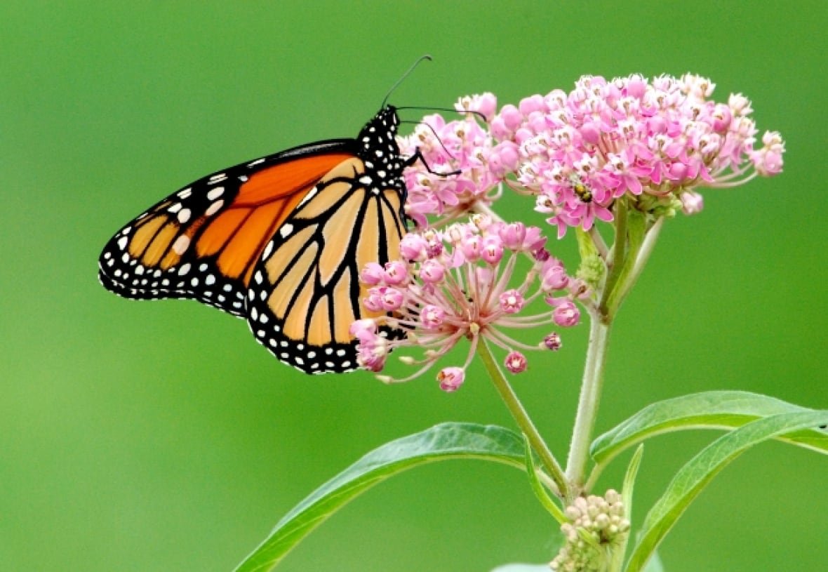 A butterfly sits on a plant.