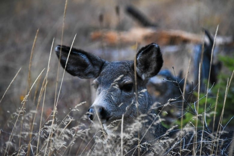 Closeup of a deer's large eyes and big ears lying in overgrowth.