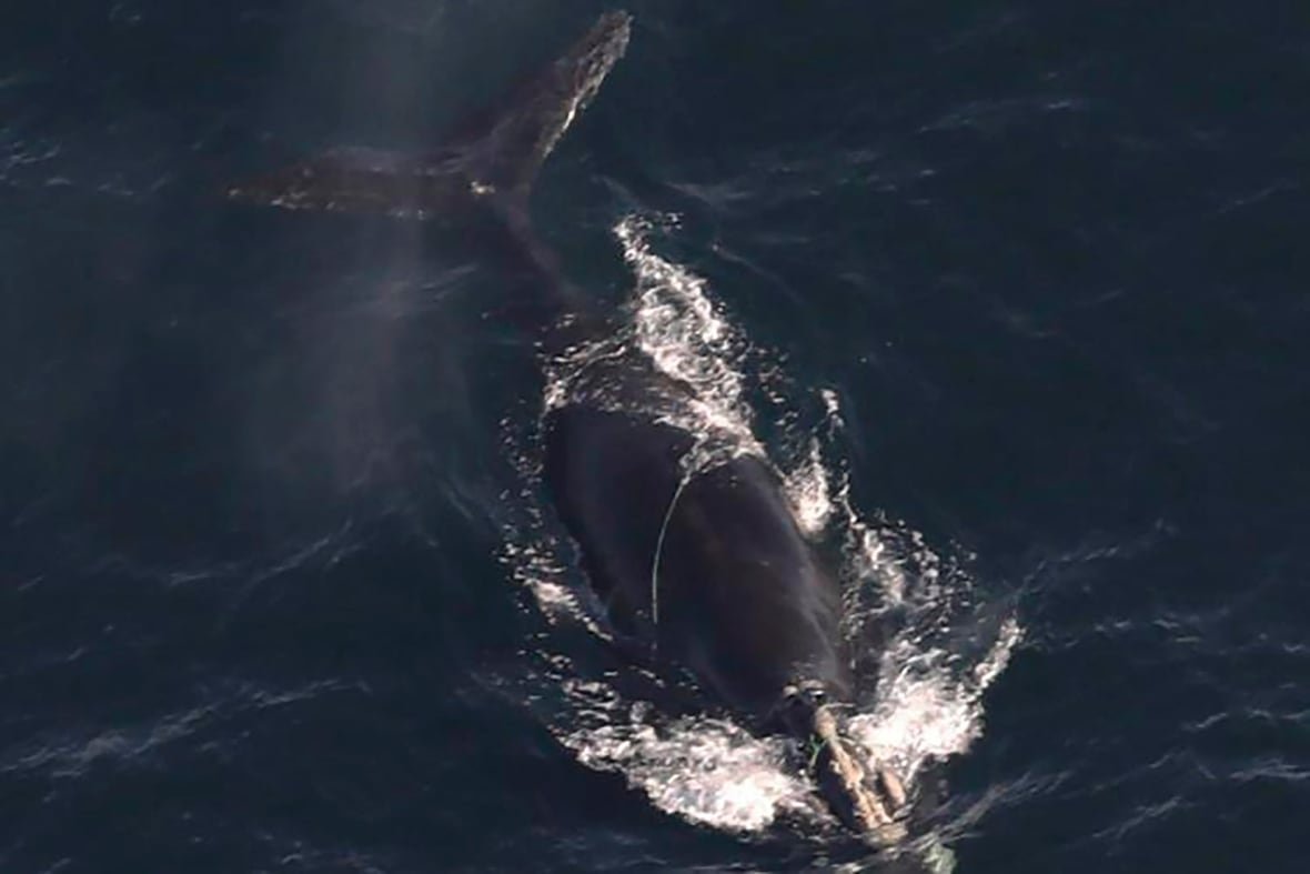 Whale in dark waters entangled.