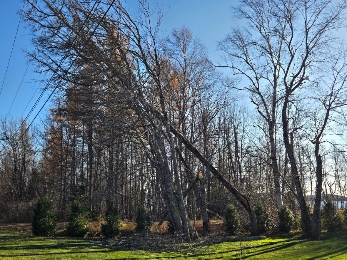 Some fallen trees over a power line.