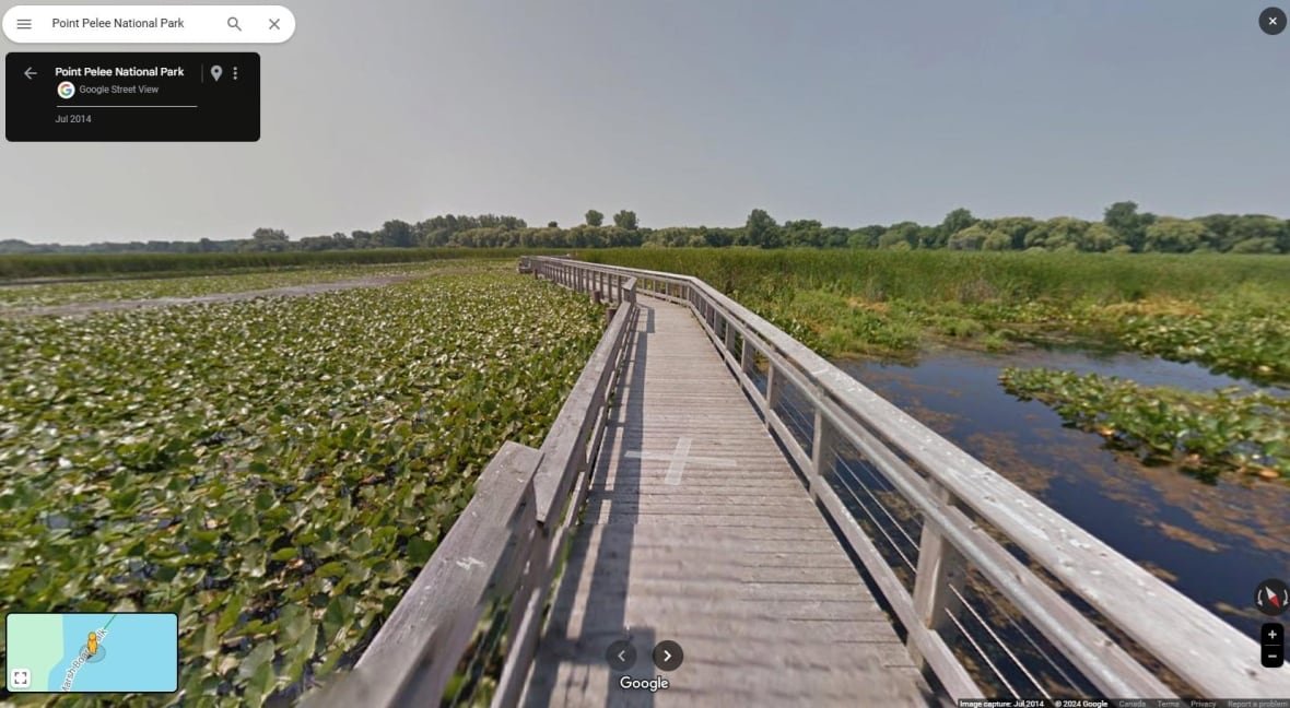 A boardwalk over a marshy wetland.